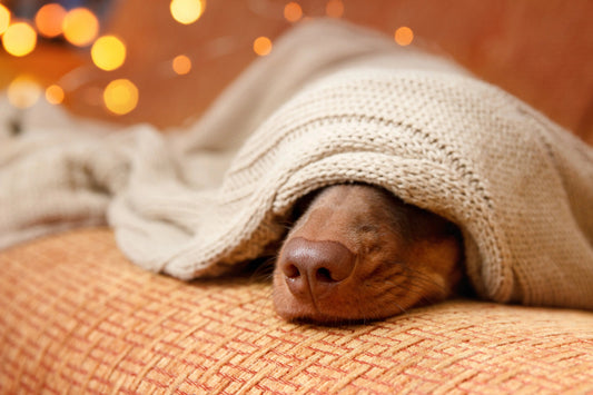 Hamuq mattress guide image for Is It Really Healthy to Sleep with Your Pet?